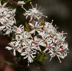 Agathosma alpina