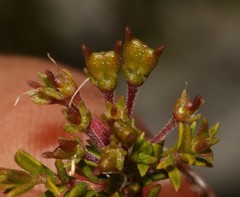 Agathosma alpina