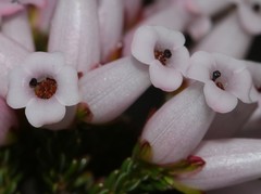 Erica denticulata