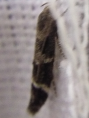 Mompha sturnipennella