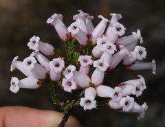 Erica denticulata