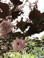 Prunus