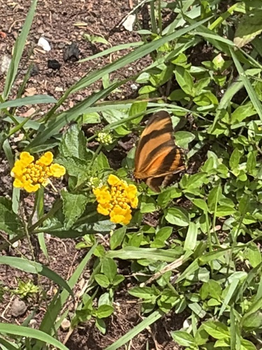 Banded Orange Heliconian