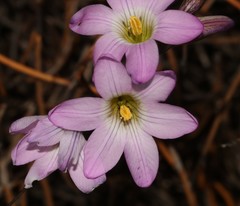 Ixia oxalidiflora