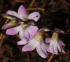 Ixia oxalidiflora