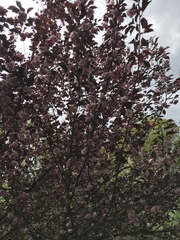 Prunus
