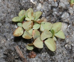 Oxalis stokoei