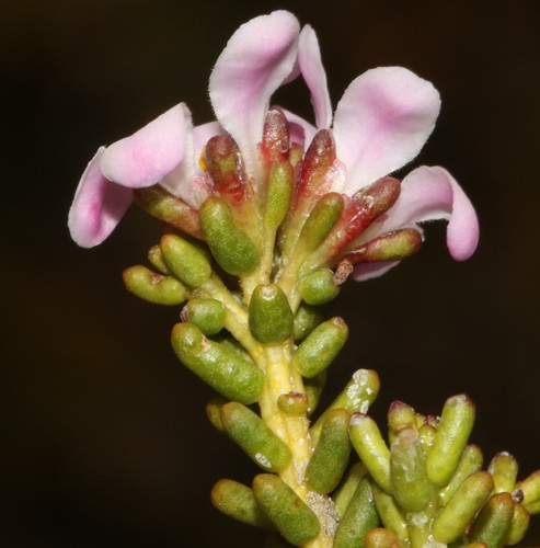 Image of Acmadenia teretifolia by (c) Brian du Preez, some rights reserved (CC BY-SA)
