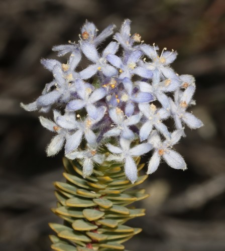 Image of Lachnaea pomposa by (c) Brian du Preez, some rights reserved (CC BY-SA)