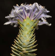 Lachnaea pomposa