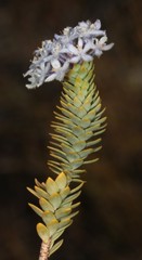 Lachnaea pomposa