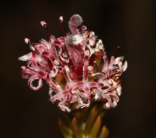 Spatalla confusa (E.Phillips) Rourke