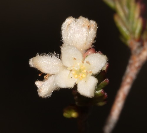 Image of Lachnaea laniflora by (c) Brian du Preez, some rights reserved (CC BY-SA)