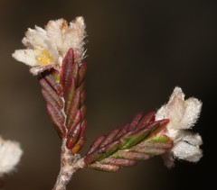 Lachnaea laniflora