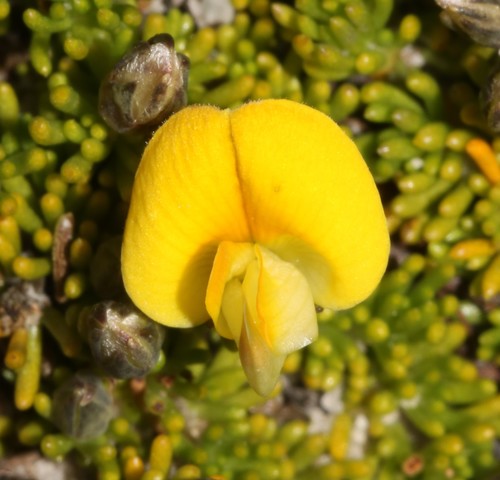 Image of Pedicle Capegorses (Aspalathus pedicellata) by (c) Brian du Preez, some rights reserved (CC BY-SA)