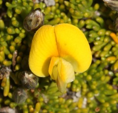 Aspalathus pedicellata