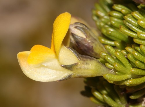 Image of Aspalathus pedicellata by (c) Brian du Preez, some rights reserved (CC BY-SA)