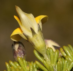 Aspalathus pedicellata