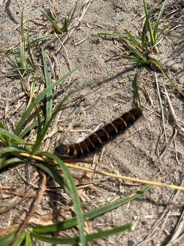 Fox Moth