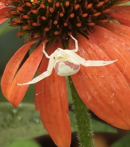 Goldenrod Crab Spider