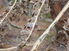 Cryptomycina pteridis