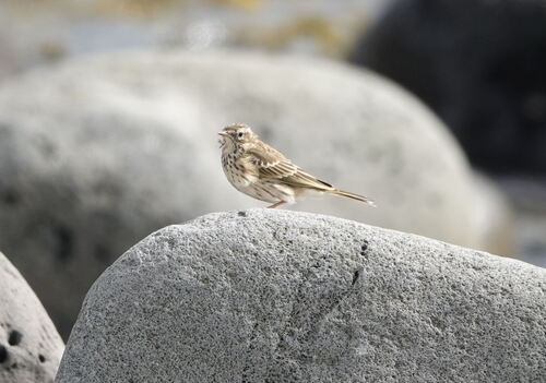 Meadow Pipit