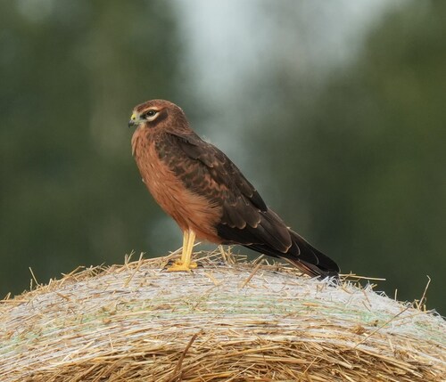 Montagu's Harrier