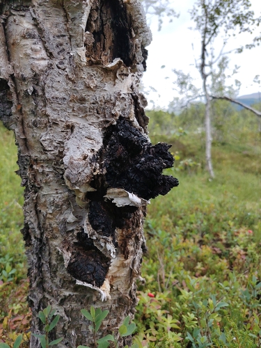 chaga