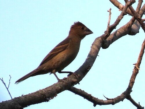 Blue Grosbeak