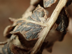 Cryptomycina pteridis