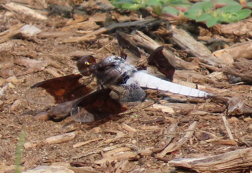 Common Whitetail