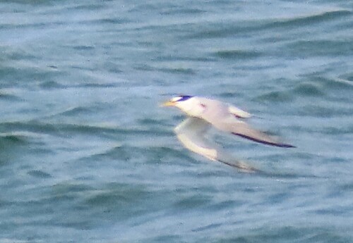 Least Tern