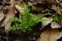 Cystopteris protrusa