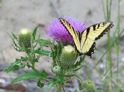 Eastern Tiger Swallowtail