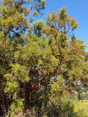 iNaturalist observation photo of Adenostoma