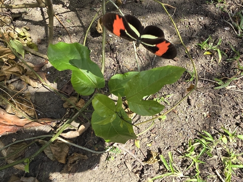 Heliconius erato phyllis