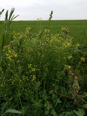 Camelina