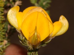 Aspalathus triquetra