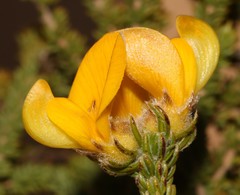 Aspalathus triquetra