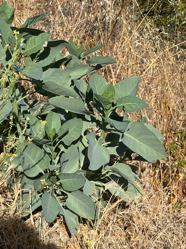 iNaturalist observation photo of tree tobacco