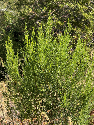 iNaturalist observation photo of coyote brush