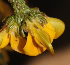 Aspalathus triquetra