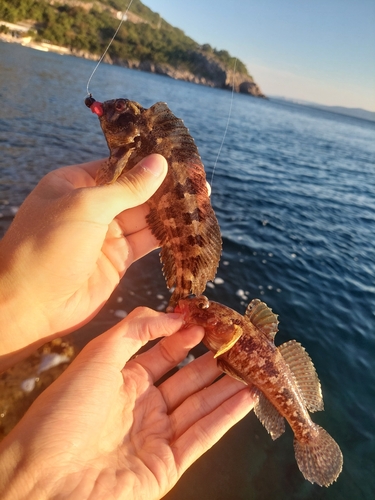Red-mouthed Goby