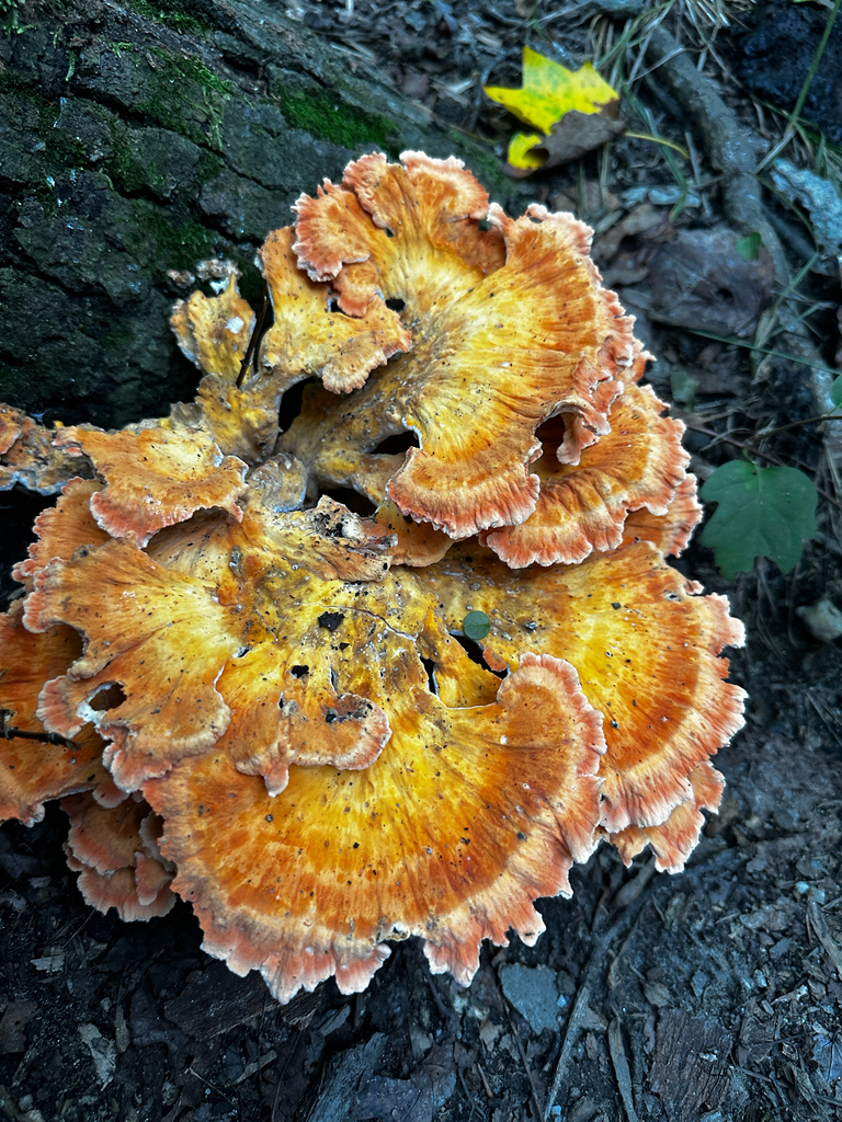 White-pored Chicken of the Woods · August 2026 · photo: Photo: (c) Ana Ka'ahanui, some rights reserved (CC BY) · iNaturalist