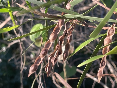 Acacia simsii observed 2026-08-08