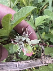 Passiflora bryonioides, photograph (c) Oscar Alejandro Morales Juárez, some rights reserved (CC BY-SA)