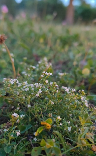 Наблюдение на iNaturalist