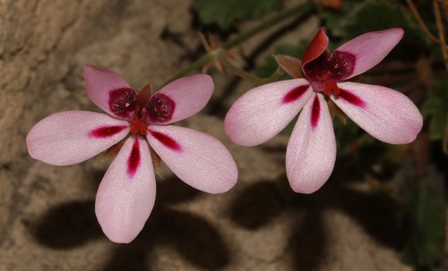 Image of Bicolour Storksbill (Pelargonium capillare) by (c) Brian du Preez, some rights reserved (CC BY-SA)