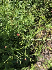 Scrophularia californica