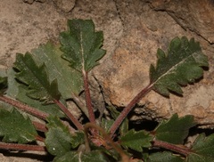 Pelargonium capillare